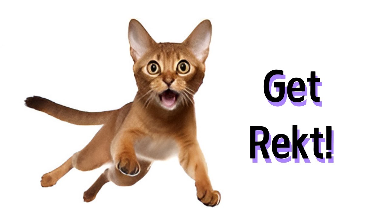 Should you adopt an Abyssinian cat?