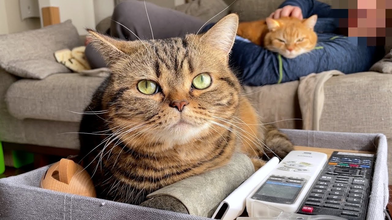 休日に猫と堕落するだけの動画
