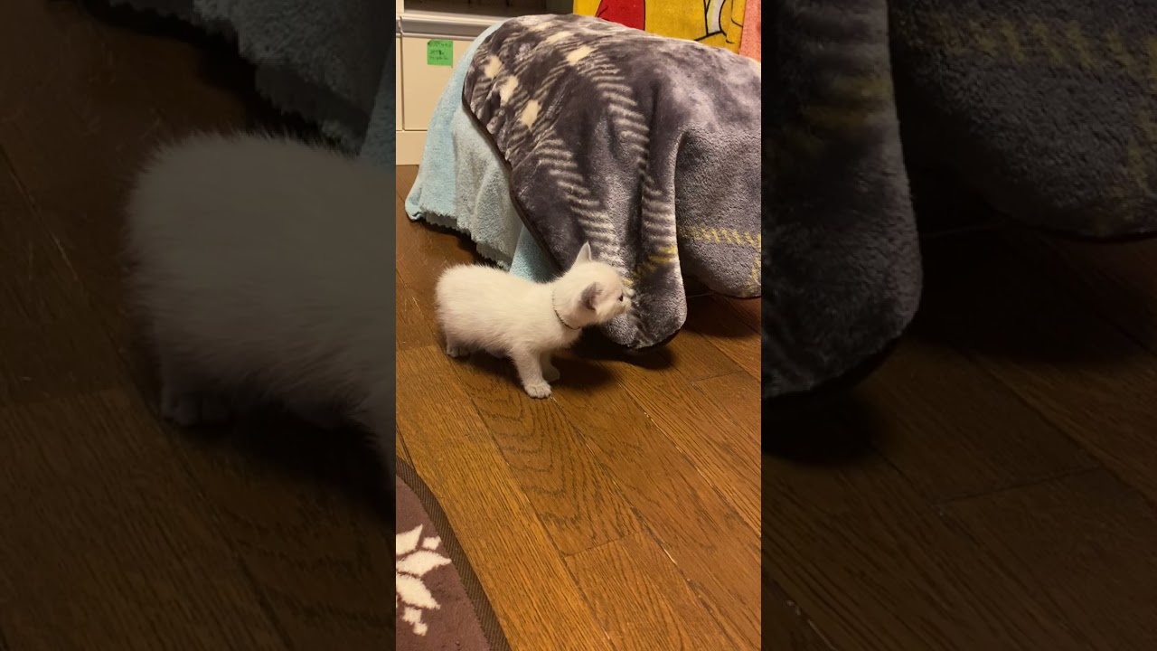 ロシアンブルー 可愛くなる予感 性格おっとり