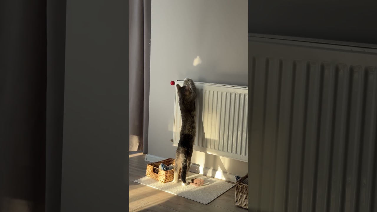 Chasing sunbeams ✨