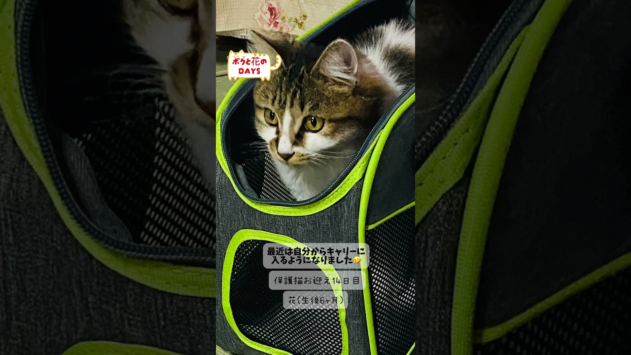 【ボクとハナのDAYS🐈】#保護猫 #里親 #ボクハナ #猫のいる音楽生活 #猫 #shorts #ペット #cat #animals  #tranding