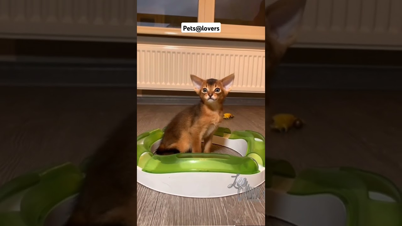 Abyssinian Cats: The Feline Royalty!