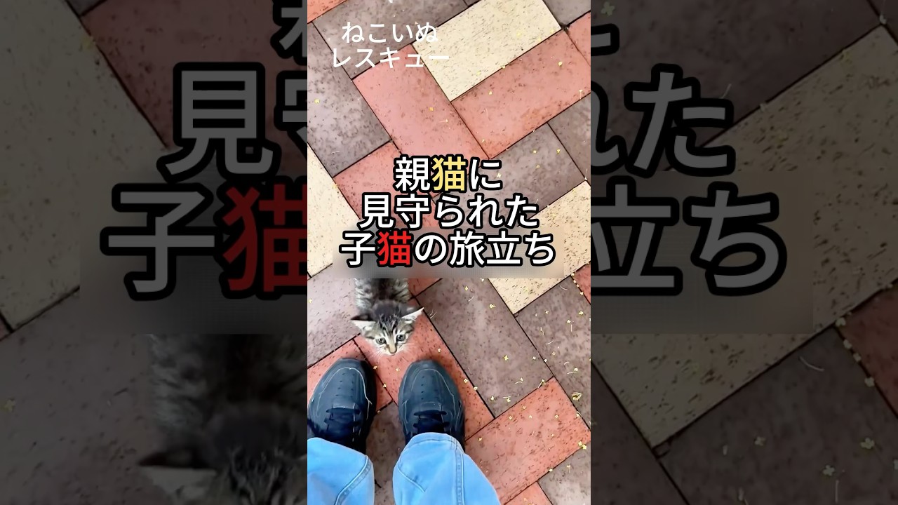 親猫に見守られた子猫の旅立ち