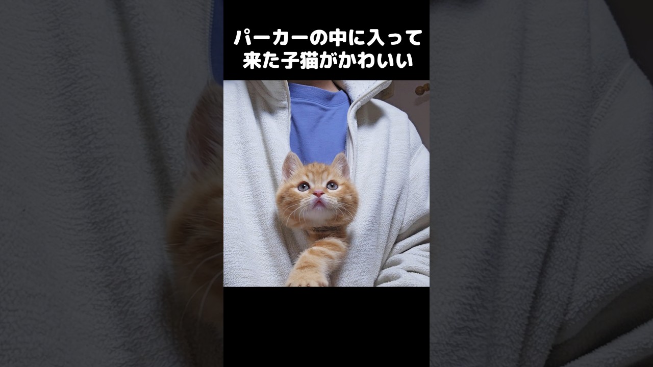 パーカーの中に入って来た子猫がかわいい...#shots
