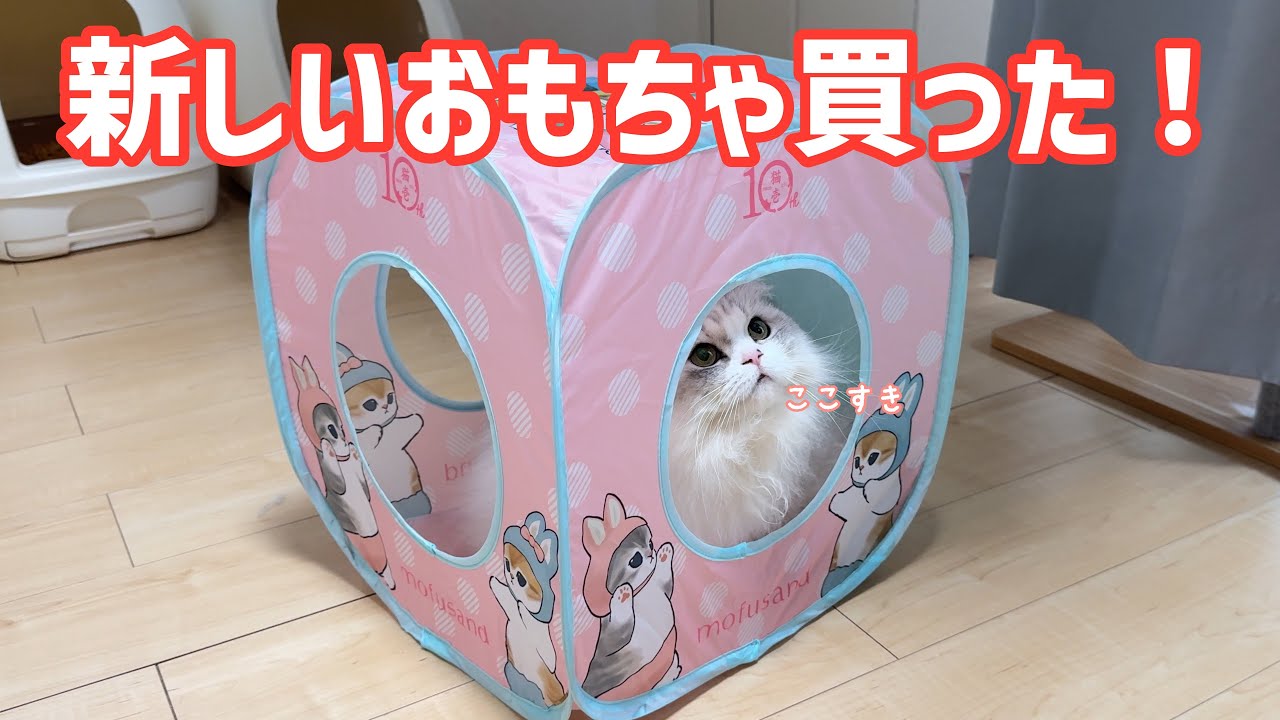 【猫壱✖️mofusand】新しい猫グッズ買いました！