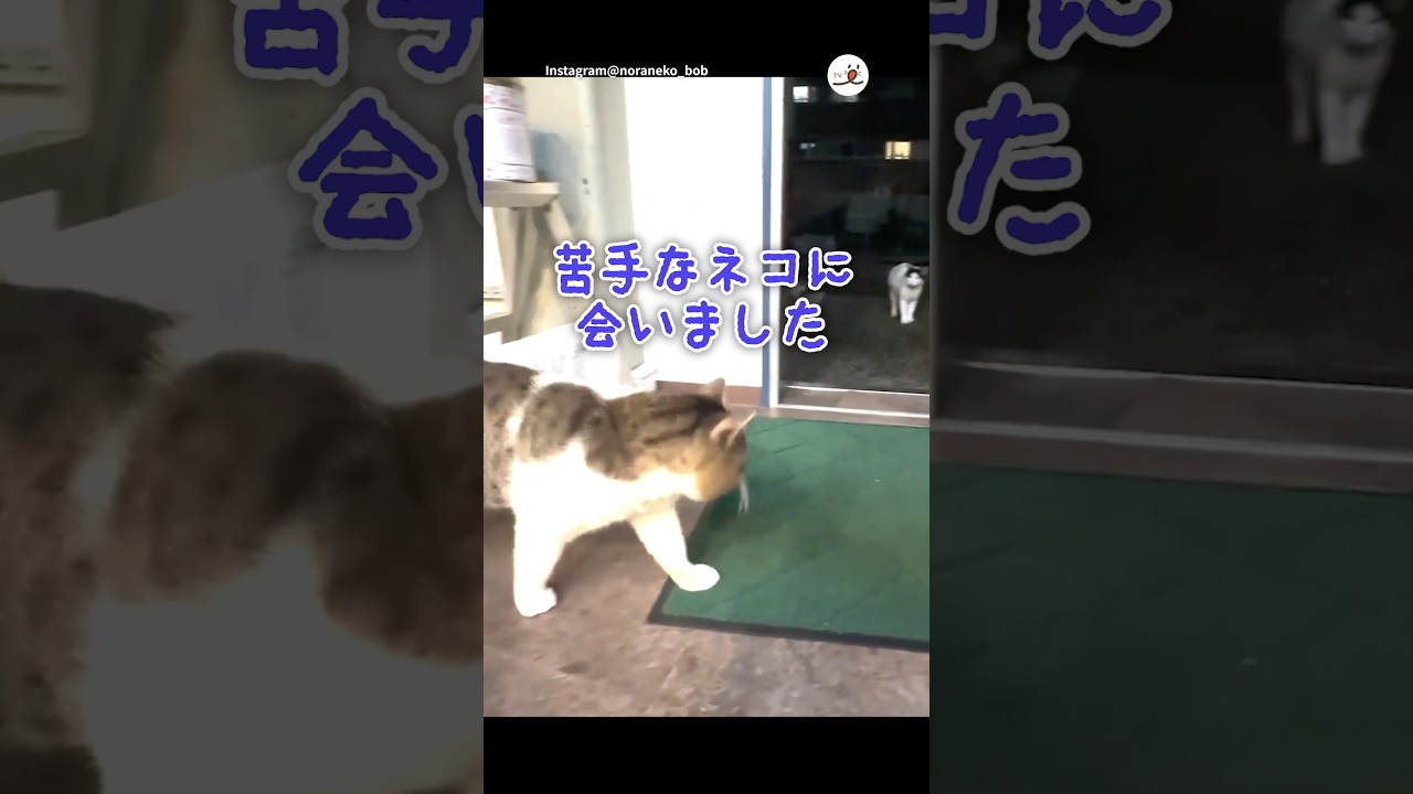 突然のことでテンパった猫｜PECO #保護猫 #キジトラ白 #愛猫家 #保護猫のいる暮らし #rescuedcat #browntabbyandwhite #catlover
