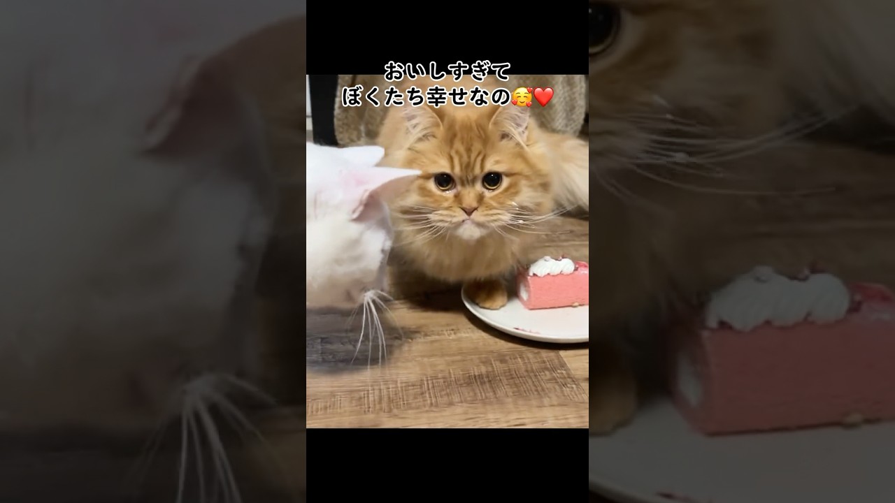 バレンタインを楽しむ猫たち #shorts #猫 #ねこ #スコティッシュフォールド #ミヌエット #保護猫 #バレンタイン