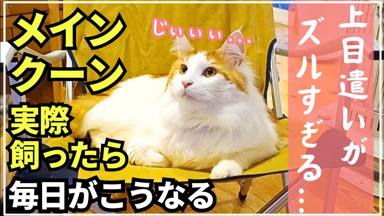 メインクーンに翻弄されまくる家族の日常