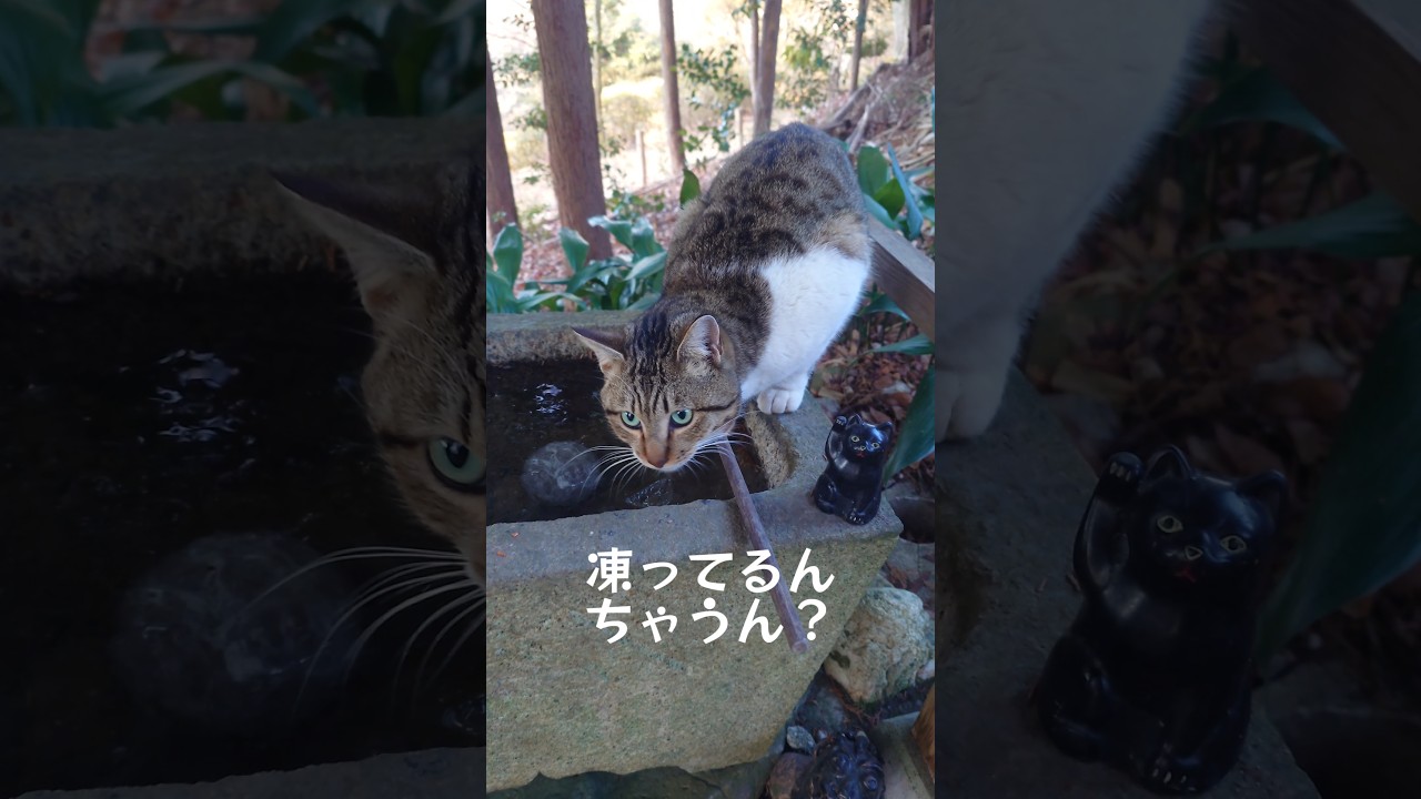 猫が水を飲みたかったので氷を割る二足歩行 #玉野御嶽神社 #ねこ #cat