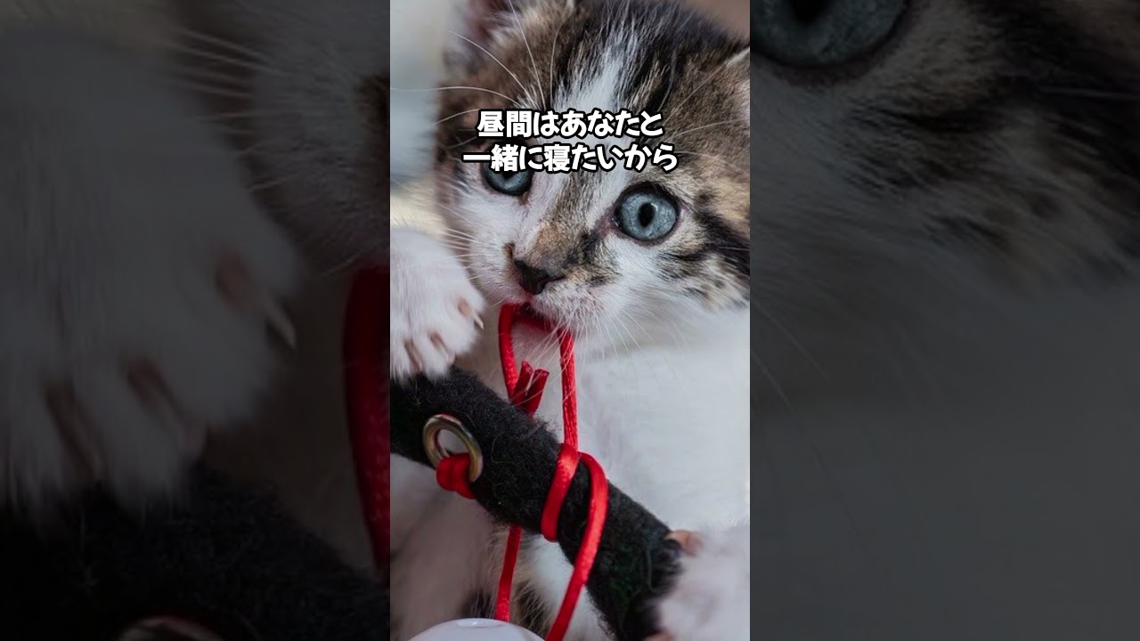 忍法！隠れ身の術🤣 #cat #ねこのいる幸せ #ねこ好きさんと繋がりたい #ねこ大好き #ねこのいる暮らし #猫動画