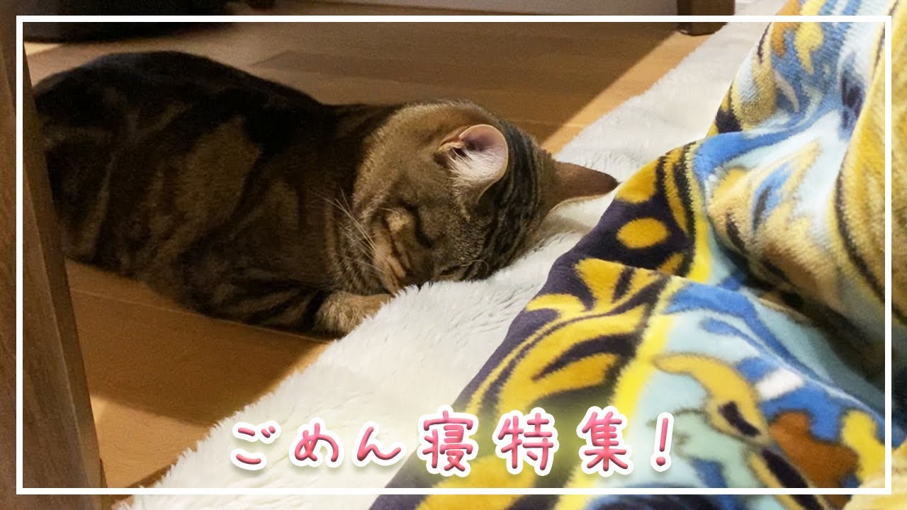 【ほっけ】子猫～成猫の可愛すぎる「ごめん寝」特集！【アメショ】#猫