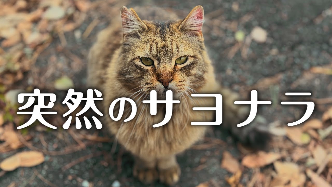 地域猫のサヨナラはいつも突然にやってくる【保護猫】