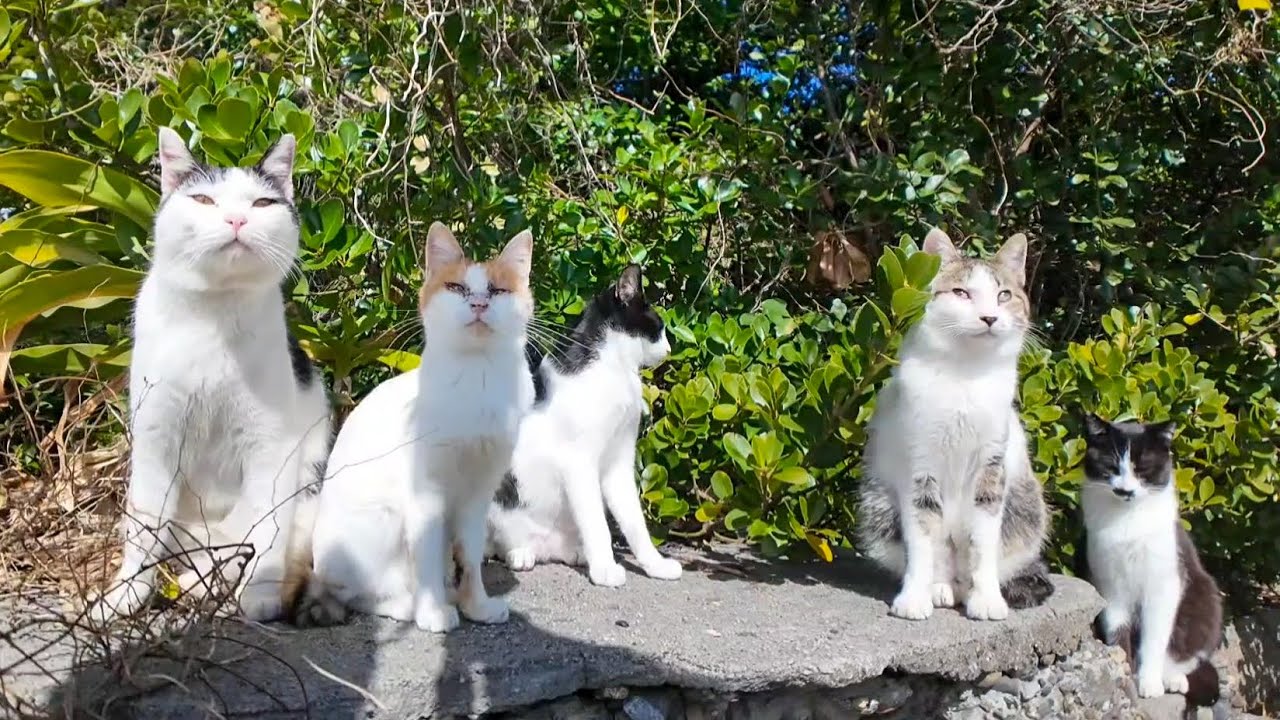 海辺の猫ちゃん達、石段の上に集まってきた