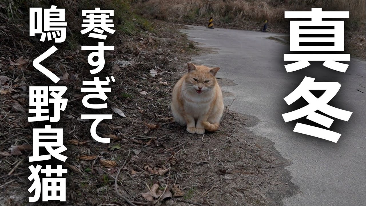 何度も何度も膝に乗ってくる野良猫がいたその結果…