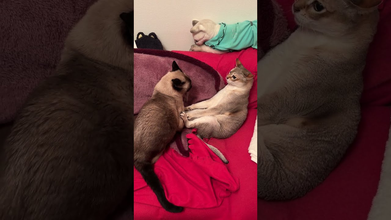 たぬき猫が動くと後ろ足で押してシャ～ッて威嚇するシンガプーラなのにゃ♪ #cat #シンガプーラ #トンキニーズ#たぬき猫