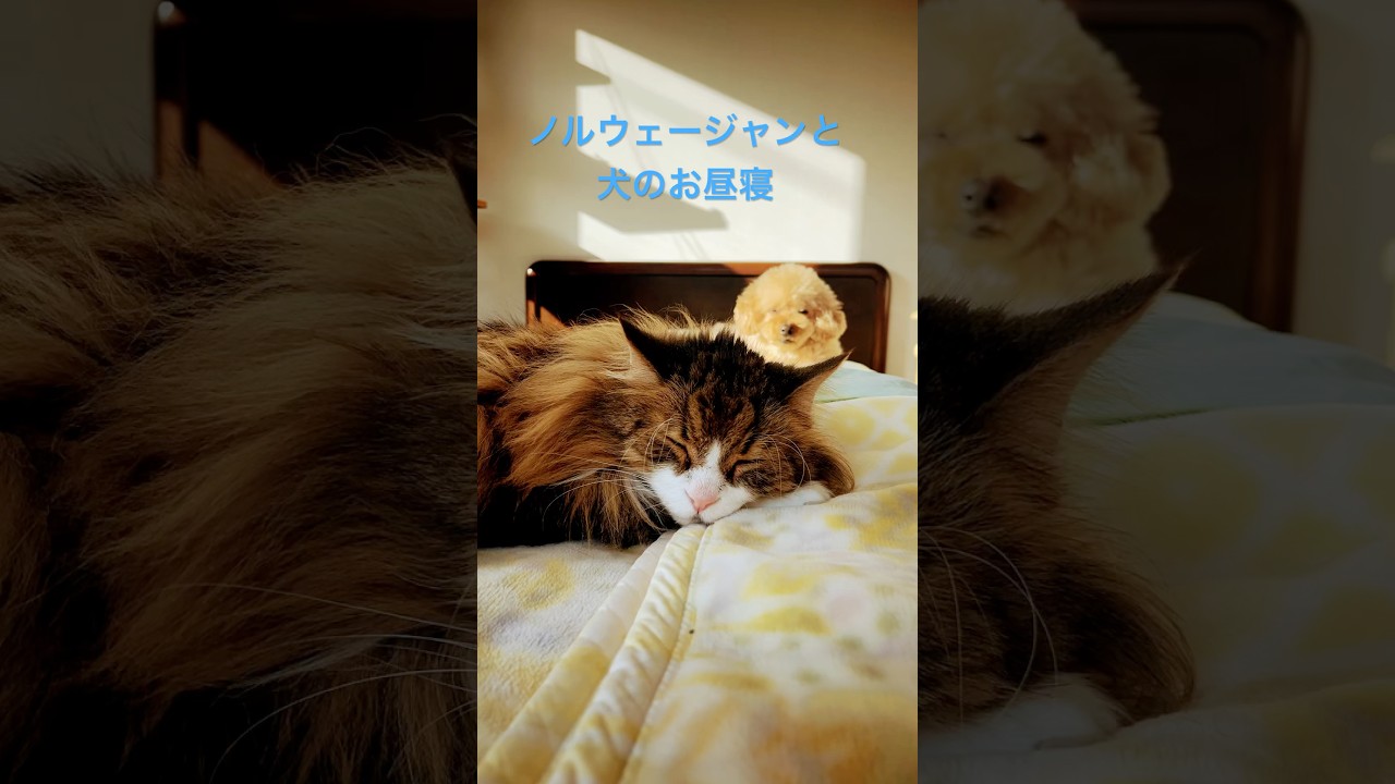 #shorts #猫のいる暮らし #ノルウェージャンフォレストキャット #cat #猫