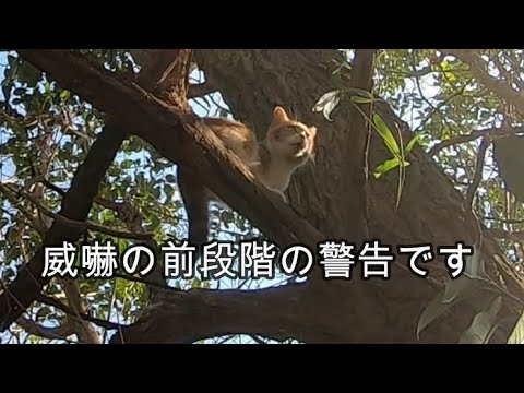 野良猫に警告する声と父の迎えが嬉しい声が別猫な娘猫