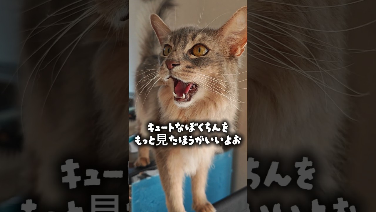 【猫動画】アピール激しめなソマリ　#cat  #cats #shorts #猫 #ねこ