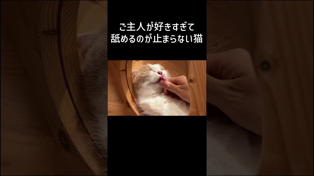 【すげぇ…】ご主人が好きすぎてペロペロが止まらない猫がヤバかった【マンチカン】 #shorts