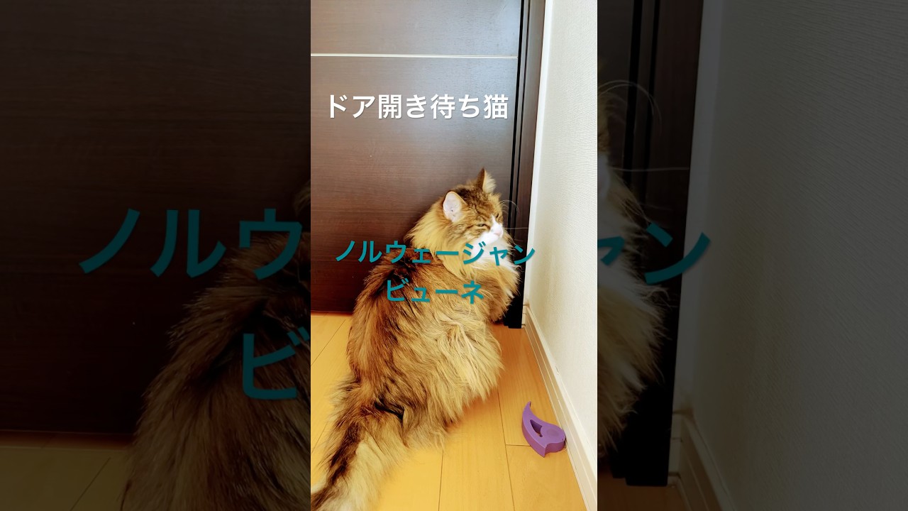 #shorts #cat #猫 #猫のいる暮らし #ノルウェージャンフォレストキャット #pets