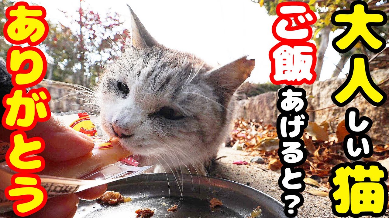 空腹な大人しい猫にご飯をあげたら・・・ さくらねこへの給餌 銀ちゃん