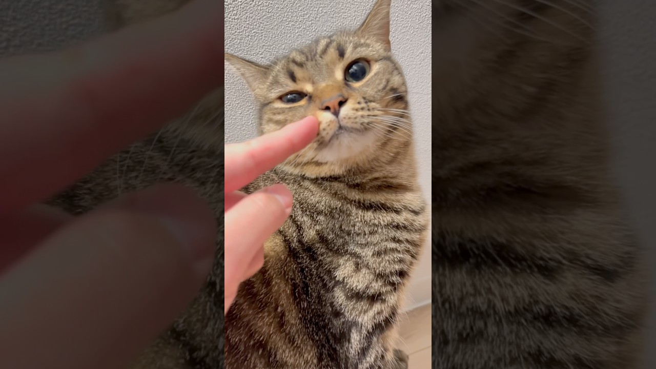 大好きパパの帰宅で大喜びな愛猫たち!! #shorts #猫 #cat