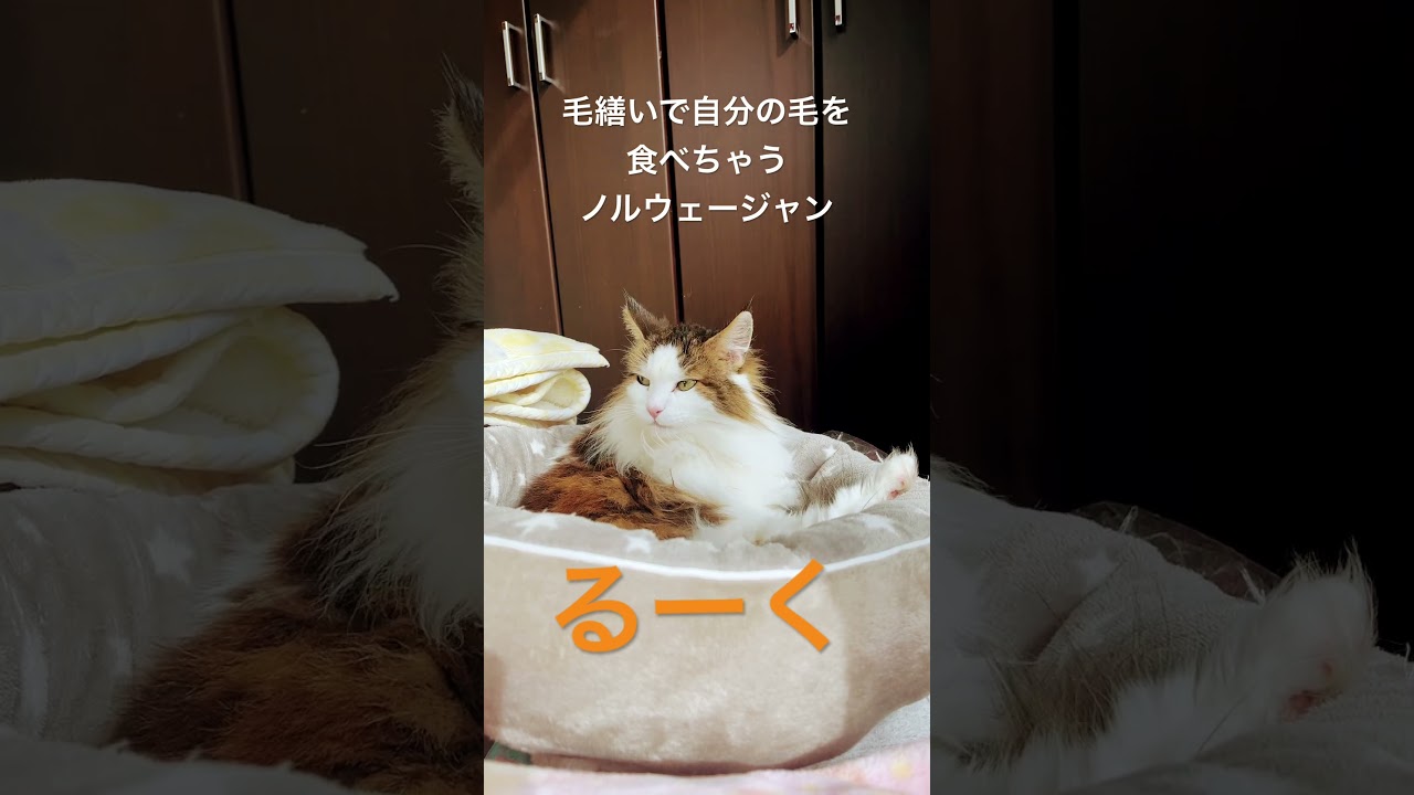 #shorts #cat #猫のいる暮らし #猫 #ノルウェージャンフォレストキャット #pets