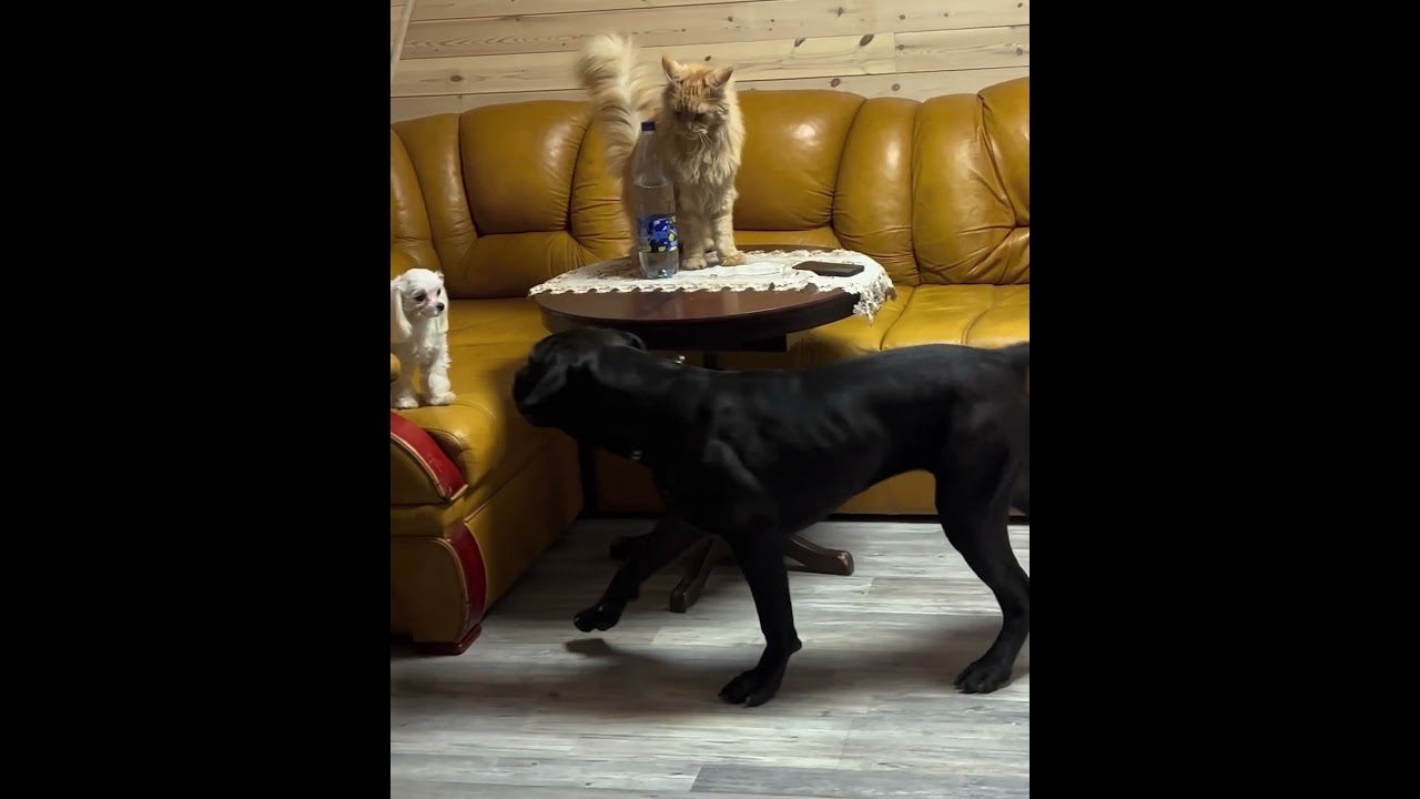 Cane Corso Vs Maine Coon | Which Is Better Guard?