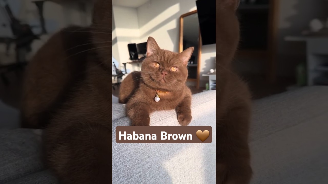 Gato Habana Brown 🤎