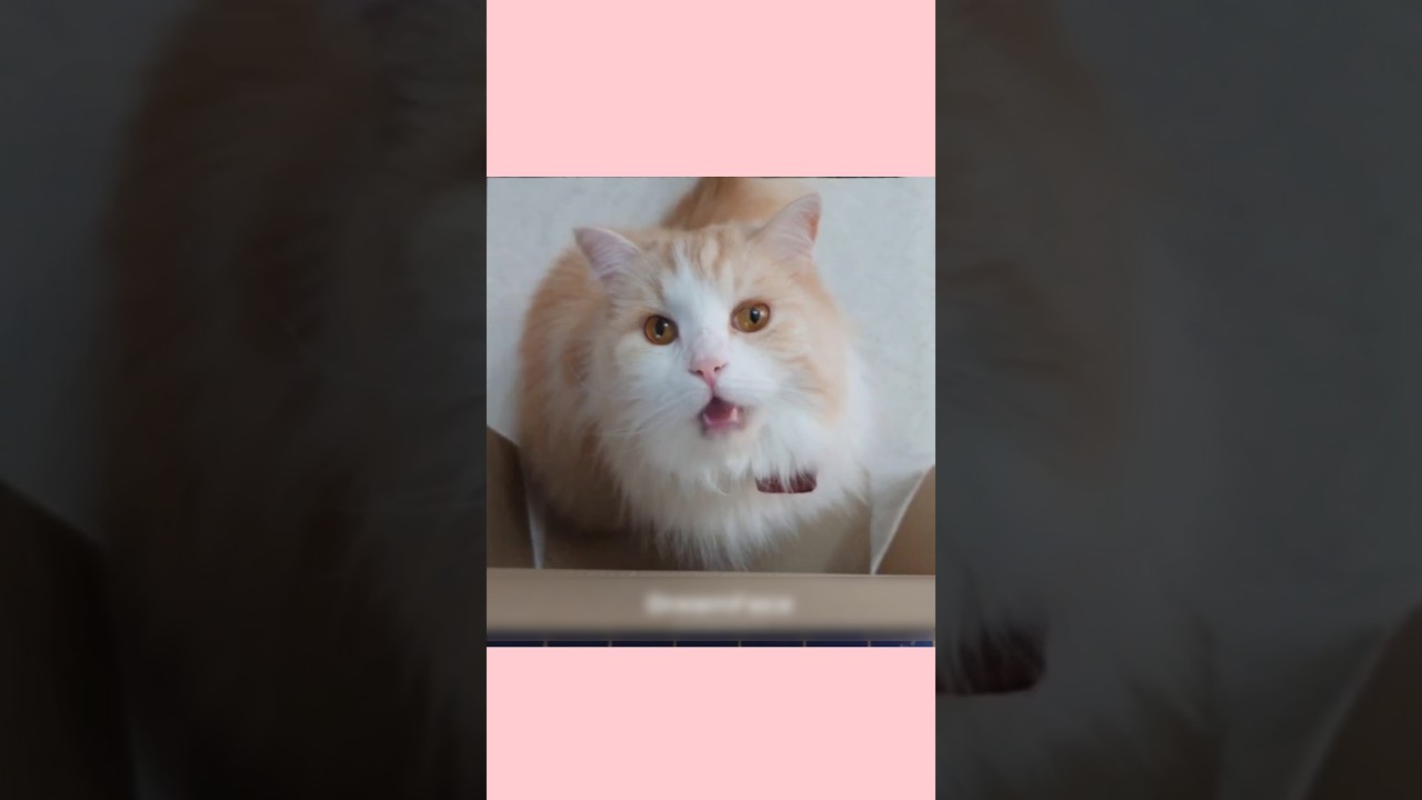 【あーぱつ、あぱつを歌う】#マンチカン猫#APT#ちゅぴごま#