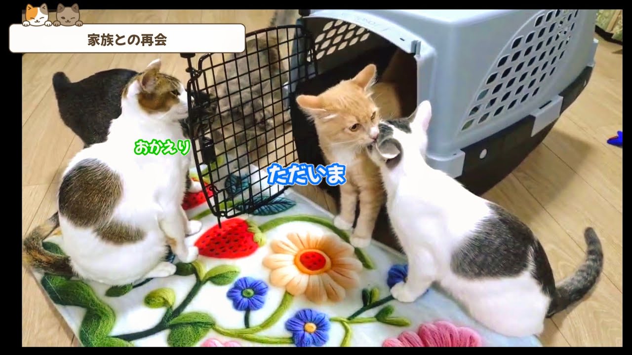 去勢手術が無事に終わり、レオが帰ってきました！