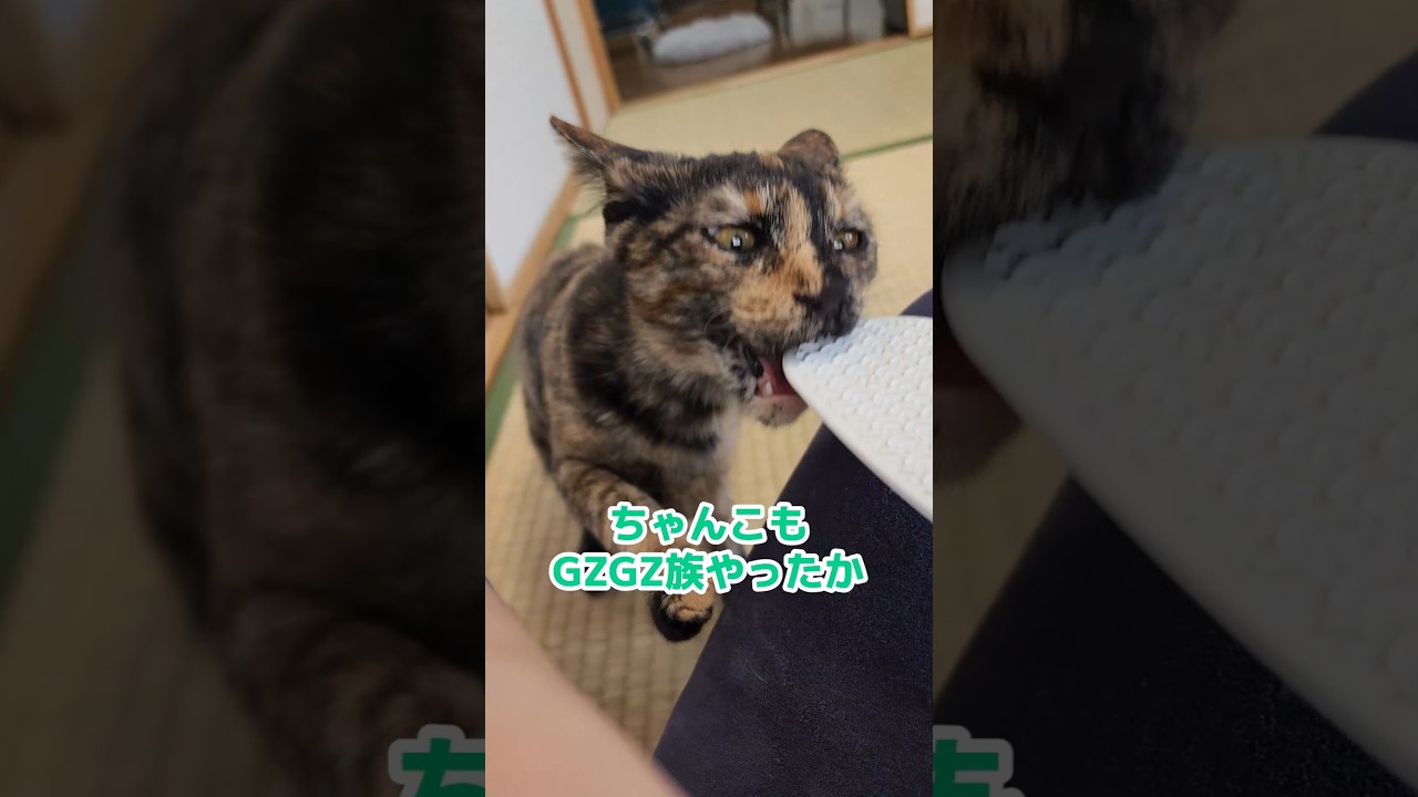ちゃんこに猫しゃもじ #サビ猫 #保護猫