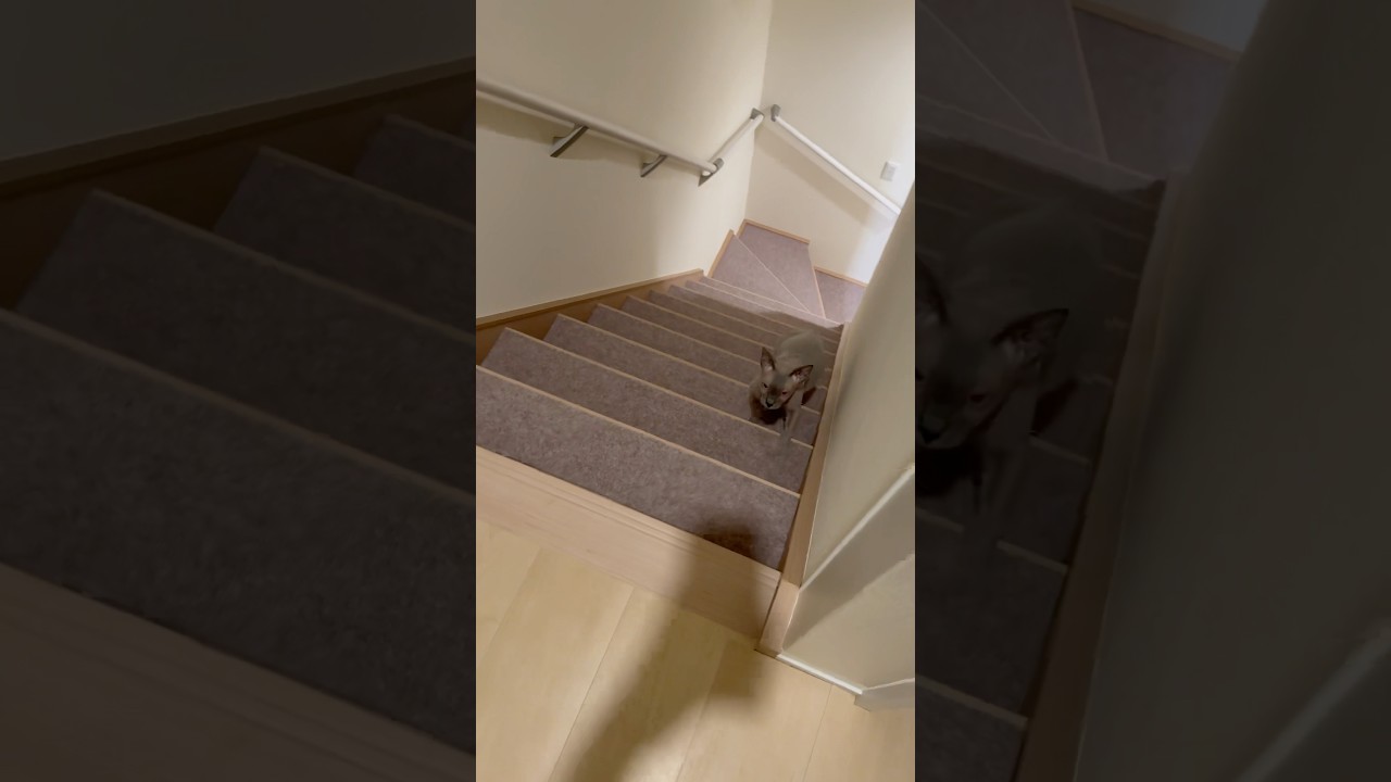急いでついてくる毛のない猫が可愛すぎる【スフィンクス】