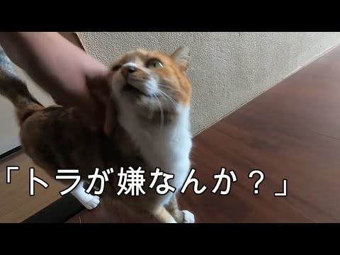 娘猫の姉妹が不仲で家庭崩壊の音が聞こえそう…