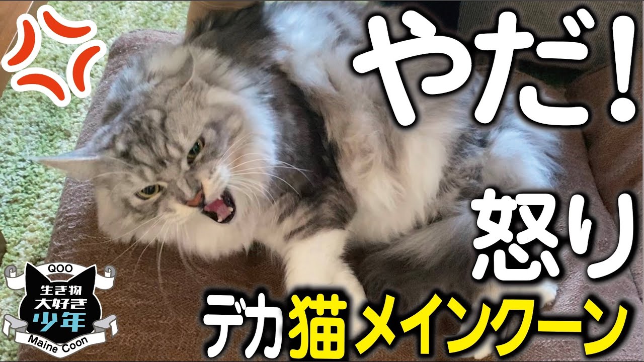 【メインクーン】本気で怒って威嚇のシャー！病院に行きたくない大型猫の本気怒りと必死の抵抗。