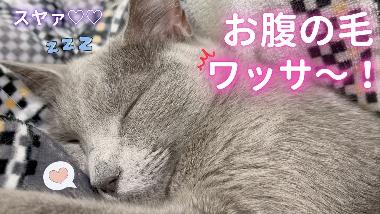 【猫ロシアンブルー】そらちゃん の お腹の毛がワッサ〜‼️大爆発❤️
