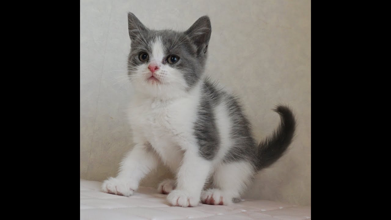 ブリティッシュショートヘアー子猫　British Shorthair　2024.12.18産まれ　ブルー＆ホワイト　男の子　シーダキャット猫のお店