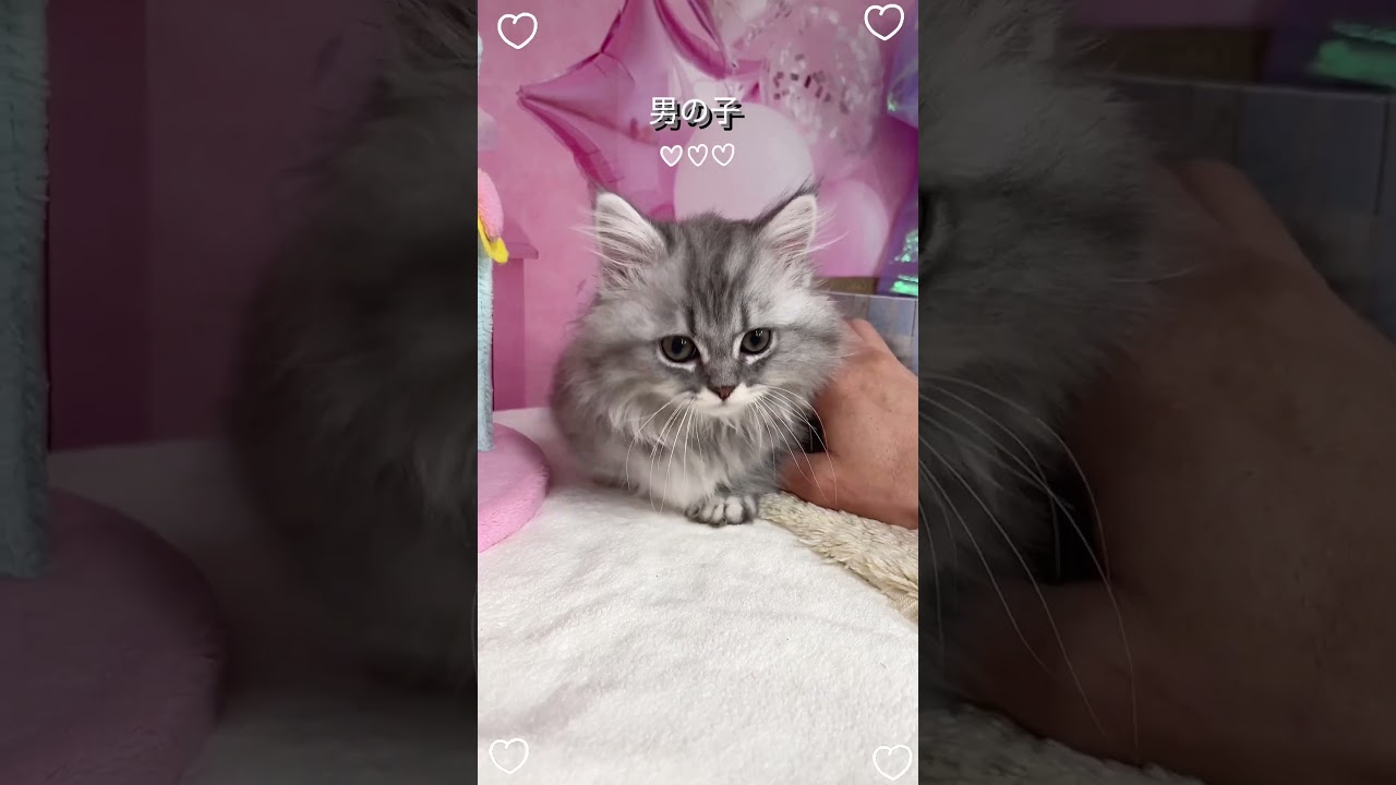 【ご家族様募集中】短足マンチカン男の子♡ #cat #かわいい子猫 #kitten #子猫 #cute #子猫ブリーダー #短足マンチカン #短足ミヌエット