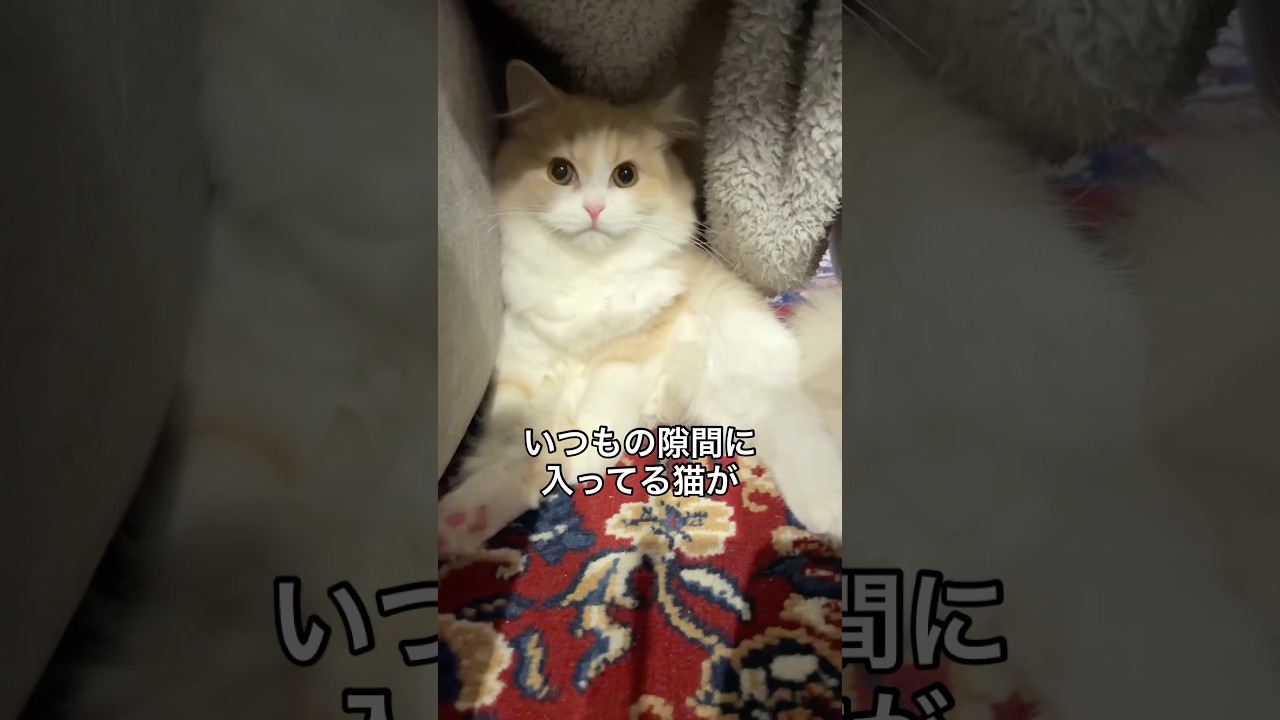 猫が隙間で可愛すぎる #立ち耳スコティッシュフォールド #cats