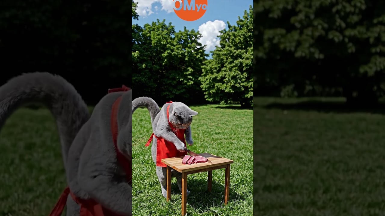 A fat Russian blue cat cutting sirloin on the grass