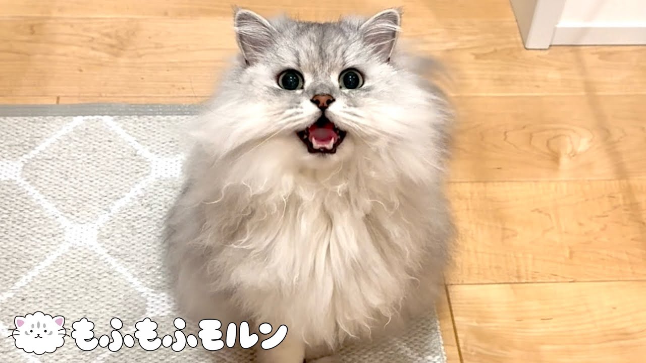 猫が全然鳴きやんでくれません 【サイベリアン】