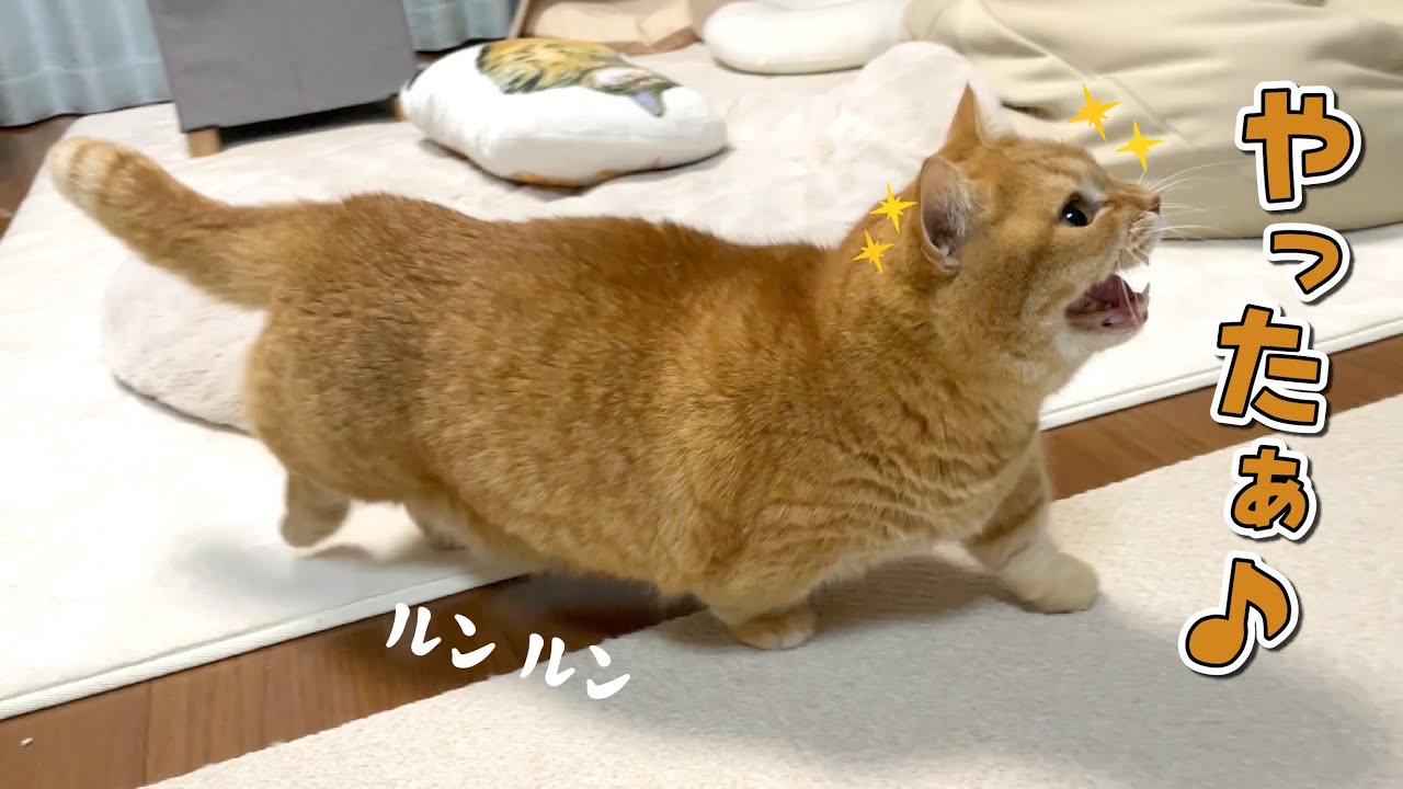 大好きなおもちゃを見るだけでルンルンで寄ってくる猫が可愛すぎる！