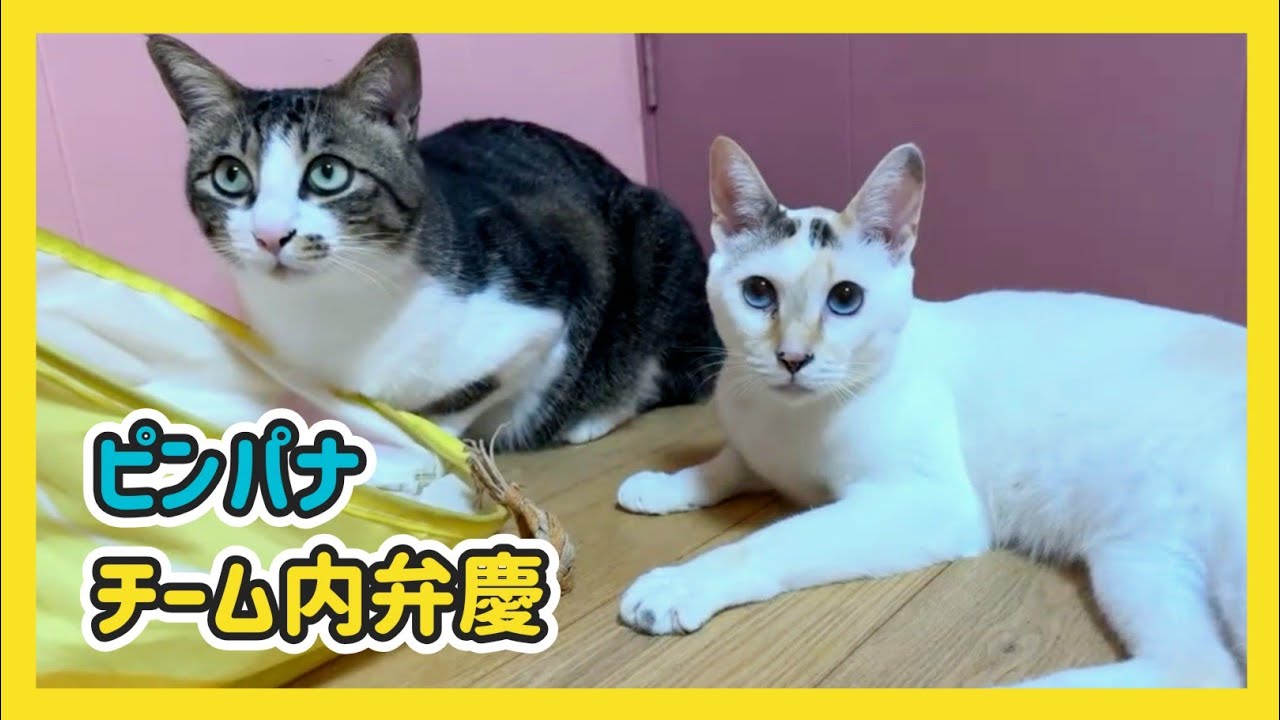 🔴【にこりら】チーム内弁慶をぴーたまが訪問！