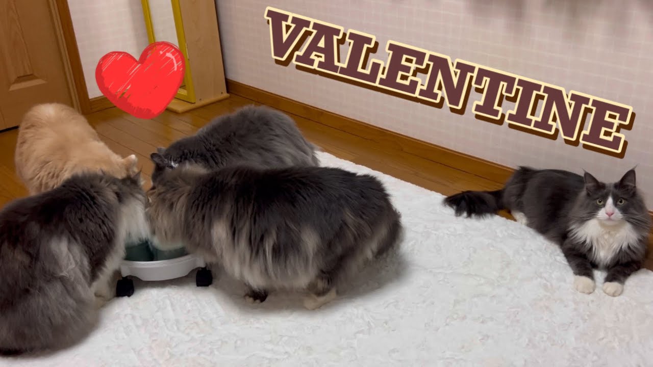 【バレンタイン❤️】いびつな愛を受け取って〜♡ノルウェージャンフォレストキャットとターキッシュアンゴラ