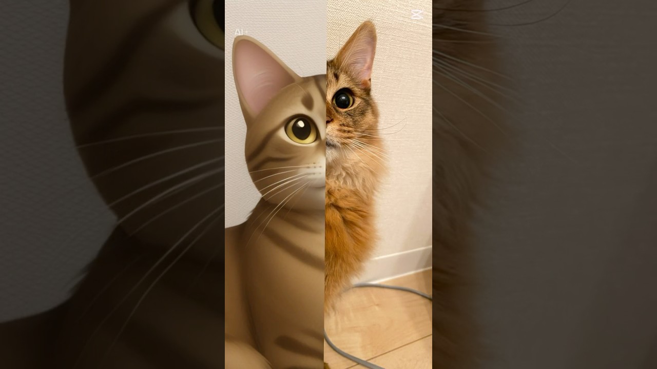 絵文字になったら？ #cat #ソマリ #ねこ #猫のいる暮らし #ねこ動画