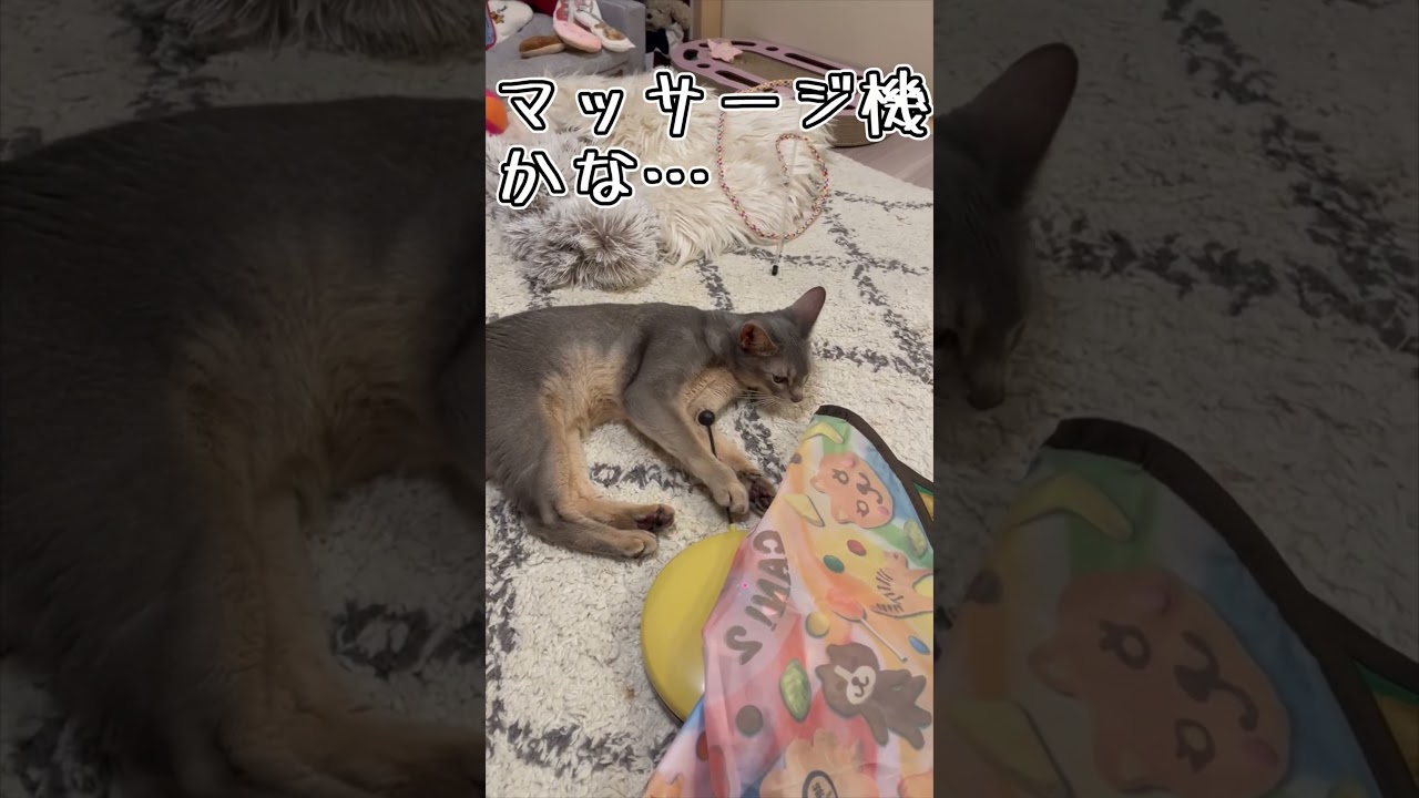 アビシニアンとは その37 #shorts #猫 #アビシニアン