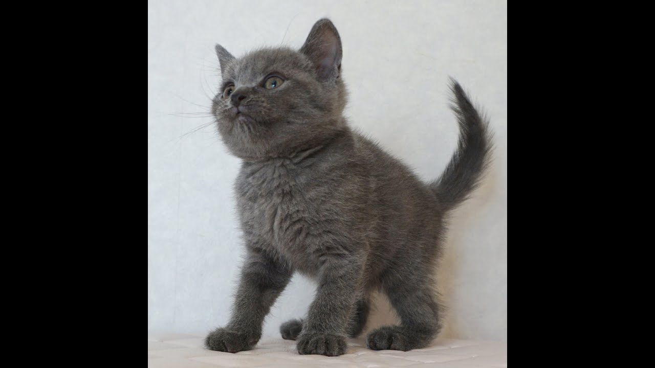 ブリティッシュショートヘアー子猫　British Shorthair　2024.12.18産まれ　ブルー　男の子　シーダキャット猫のお店