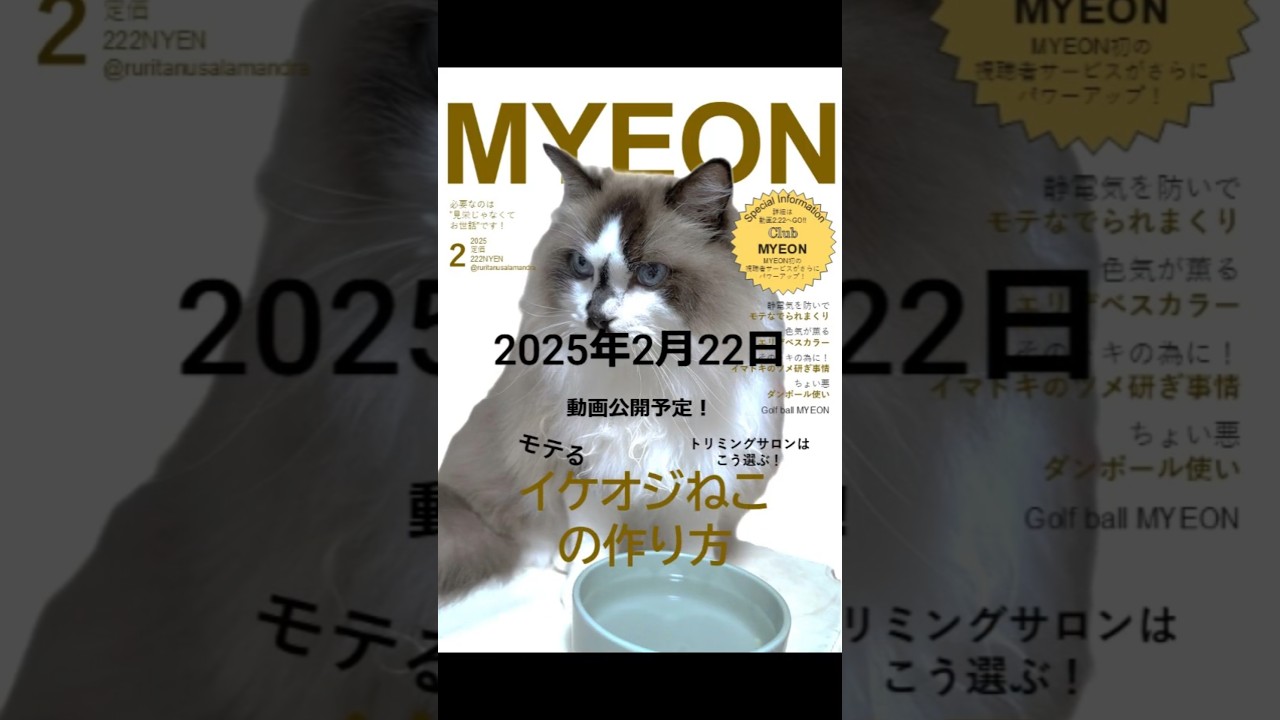 MYEON 2月号 #猫好きさんと繋がりたい #ねこ #猫のいる暮らし #ネコ #イケオジ #イケオジねこ #モテる #モテ男  #cat #猫のいる生活 #ラグドール