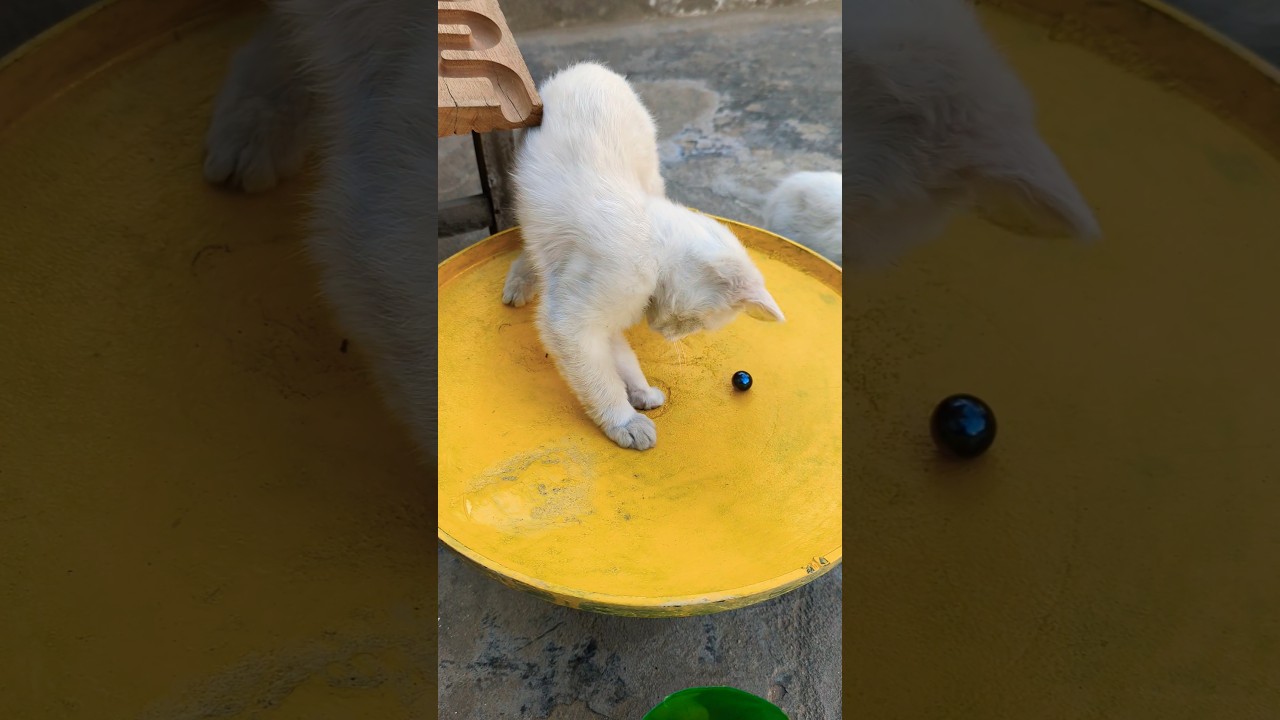かわいい子猫たちの楽しい遊び 🐱🎾✨#子猫 #かわいい #楽しい