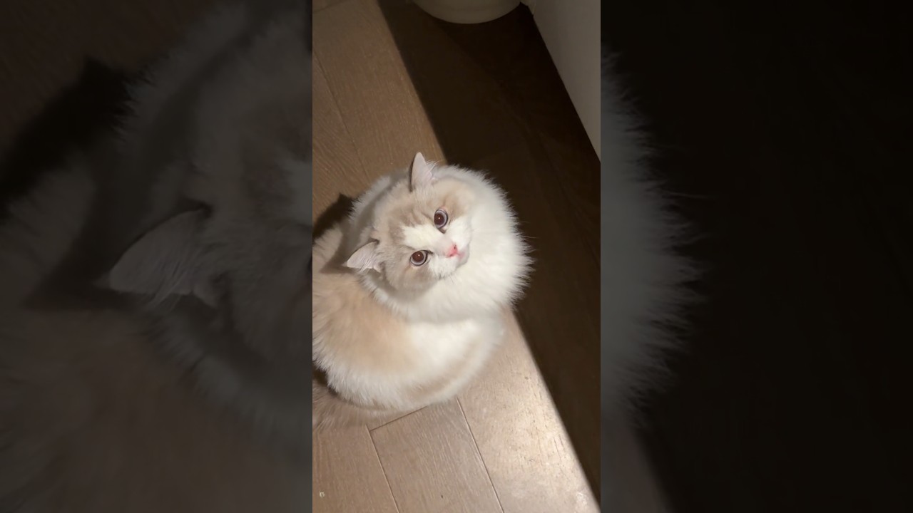 Cute Persian Cat 😍 #shorts #cat #catlover #catcute #animals